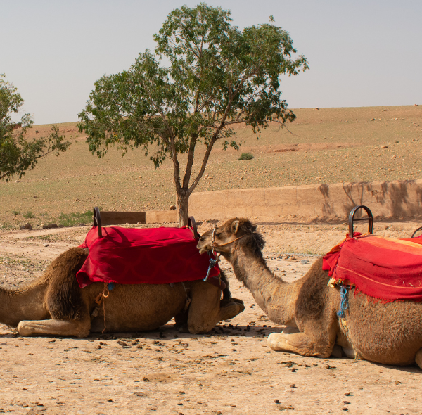 Sahara Desert tour from Marrakech