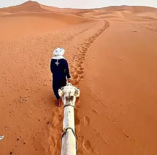 Camel Trek